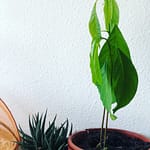 experience nature faire pousser un avocatier