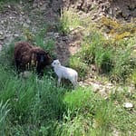 mouton Ouessant et bebe