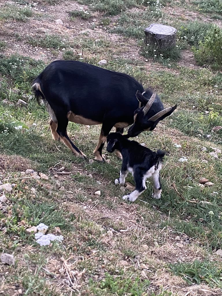 chèvre naine et son bébé 