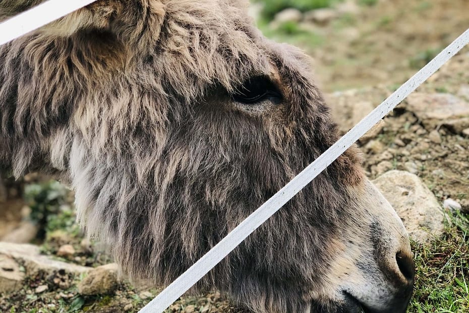 âne qui trouve que l'herbe est plus verte ici