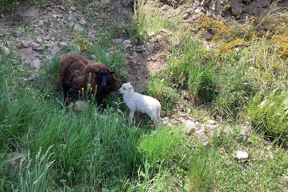 mouton Ouessant et bebe