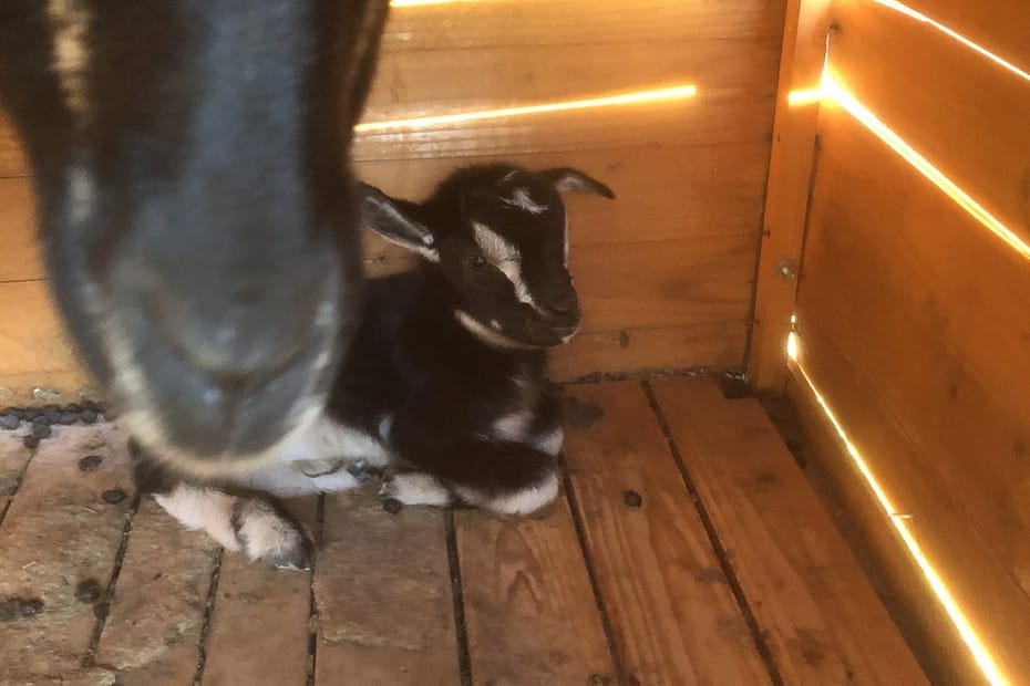 bébé chèvre naine Zoug